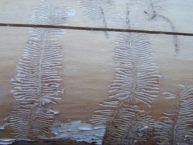 leperesinus_varius4_640.JPG