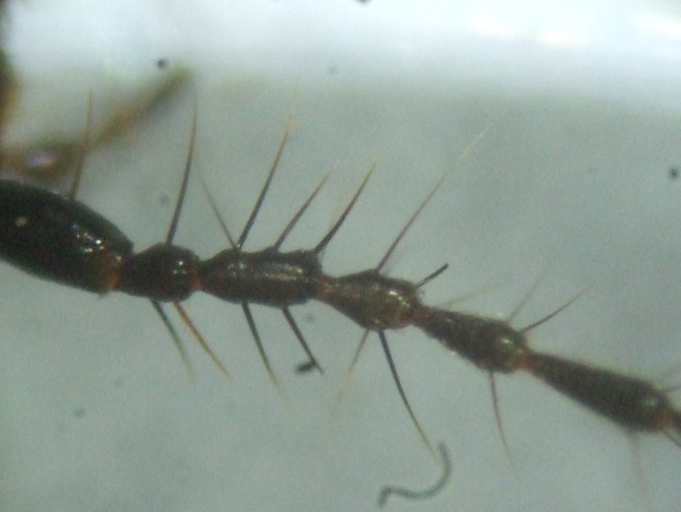 loricera_pilicornis_fuehler_1024.jpg