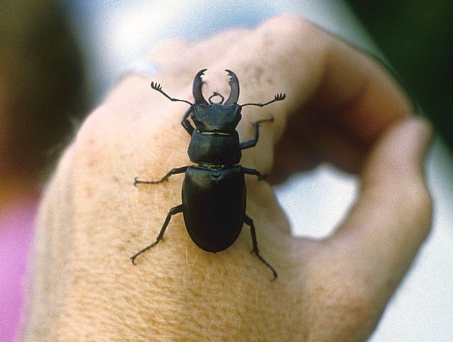 lucanus_cervus_wth_640.jpg