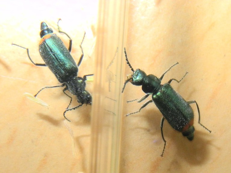 malachius_bipustulatus_1024.jpg