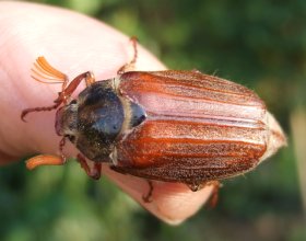 Feldmaikäfer (Melolontha melolontha)