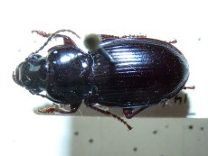 Molops elatus