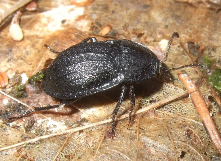 phosphuga_atrata11_1024.jpg