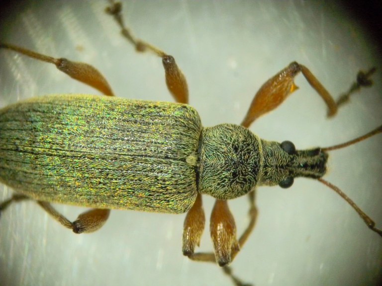 phyllobius_calcaratus_1024.jpg