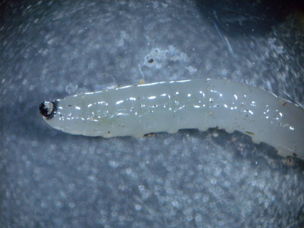 pilzmueckenlarve_1024.jpg