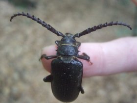 Der Sägebock (Prionus coriarius), ein Bockkäfer