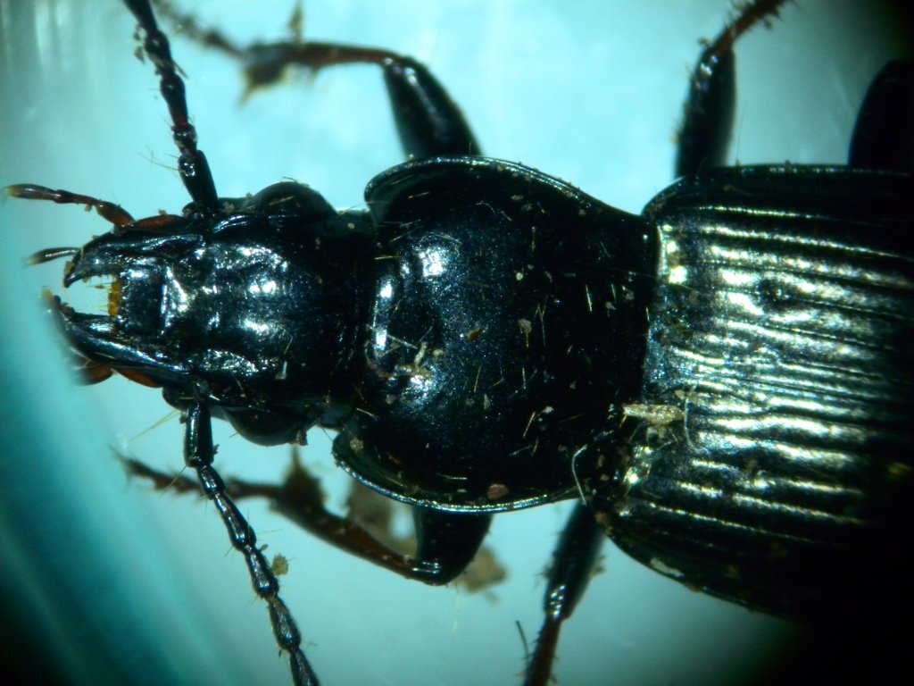 pterostichus_1024.jpg
