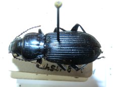 Pterostichus melanarius