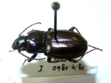 Pterostichus metallicus