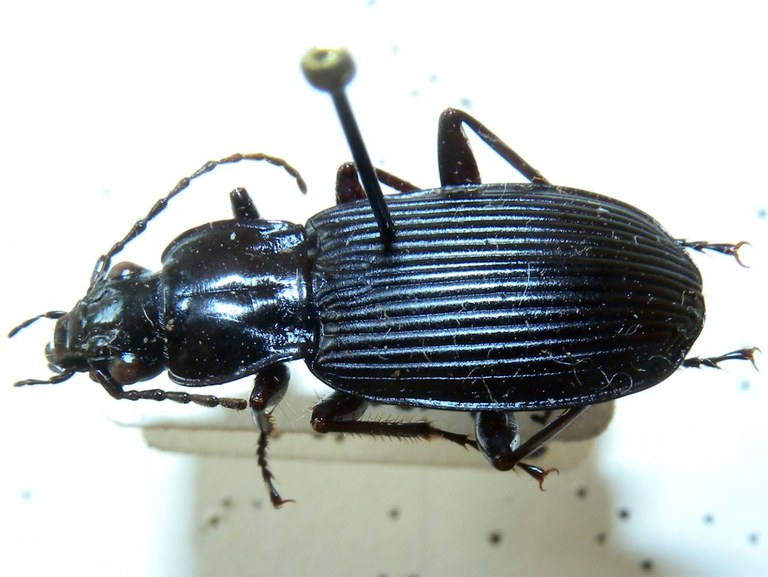 pterostichus_niger_1024.jpg