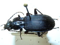 Pterostichus niger