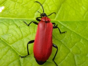 Scharlachroter Feuerkäfer (Pyrochroa coccinea)