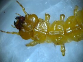 pyrochroa_larve16_280.jpg