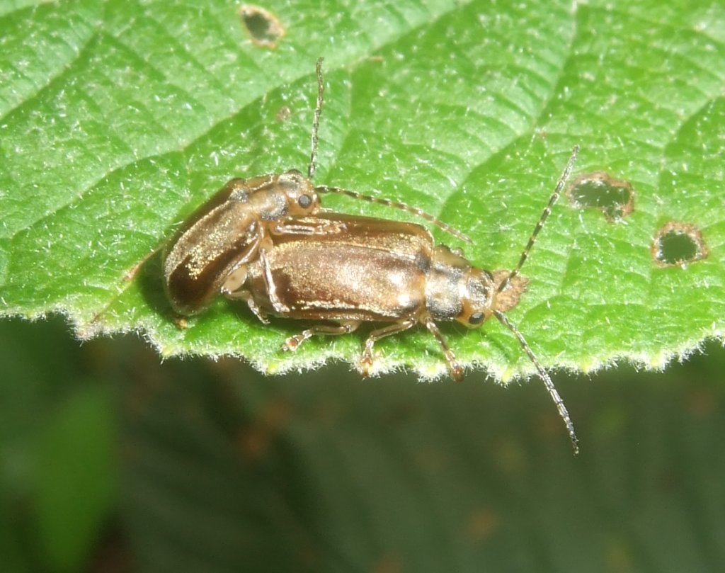 pyrrhalta_viburni_1024.jpg