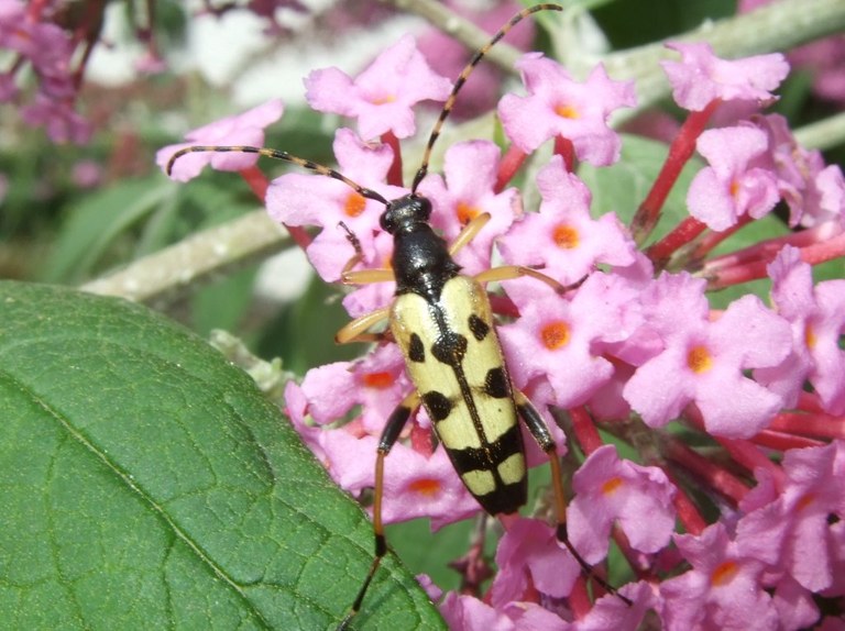 rutpela_maculata10_1024.jpg