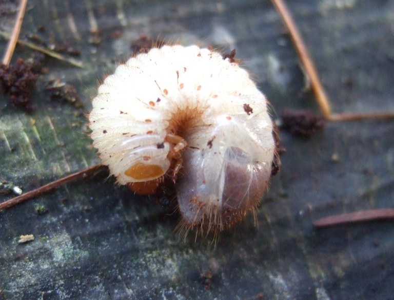 scarabeidae_larve1_1024.jpg