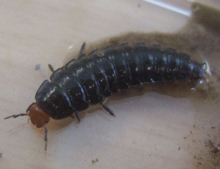 silphidae_larve1_1024.jpg
