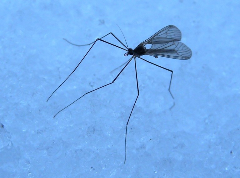 trichocera2_1024.jpg