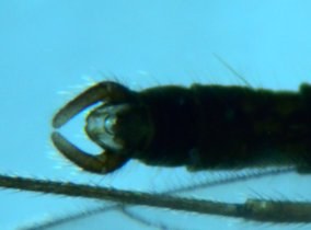 trichocera4_280.jpg