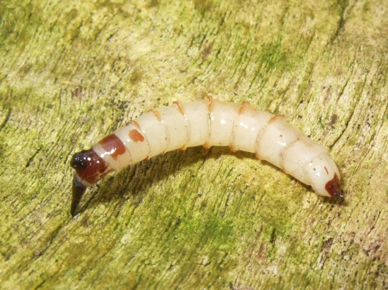 xylophagidae_larve6_1024.jpg — Landesbildungsserver BadenWürttemberg