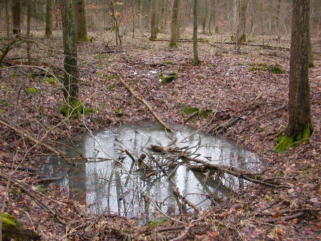 bombentrichter_wassergefuellt_wald.jpg