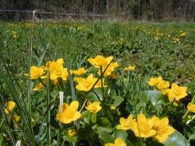 Sumpf-Dotterblume (Caltha palustris): Feuchte-Anzeiger