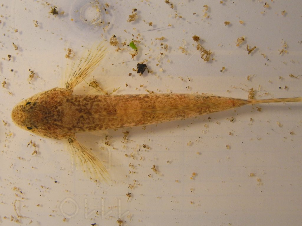 cottus_gobio11_1024.jpg