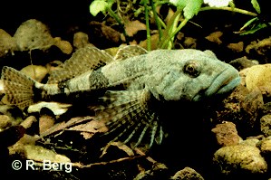 cottus_gobio_berg_r.gif