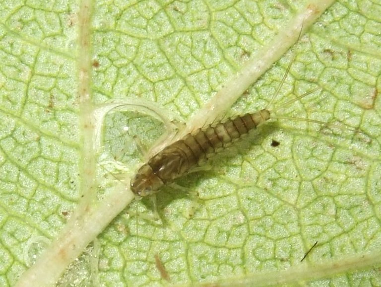 ephemeroptera1.jpg