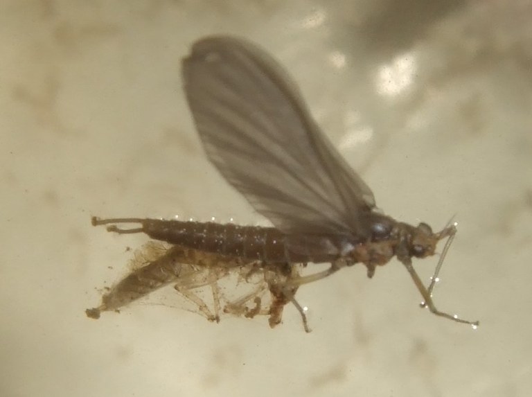 ephemeroptera_subimago.jpg