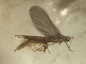 ephemeroptera_subimago_280.jpg