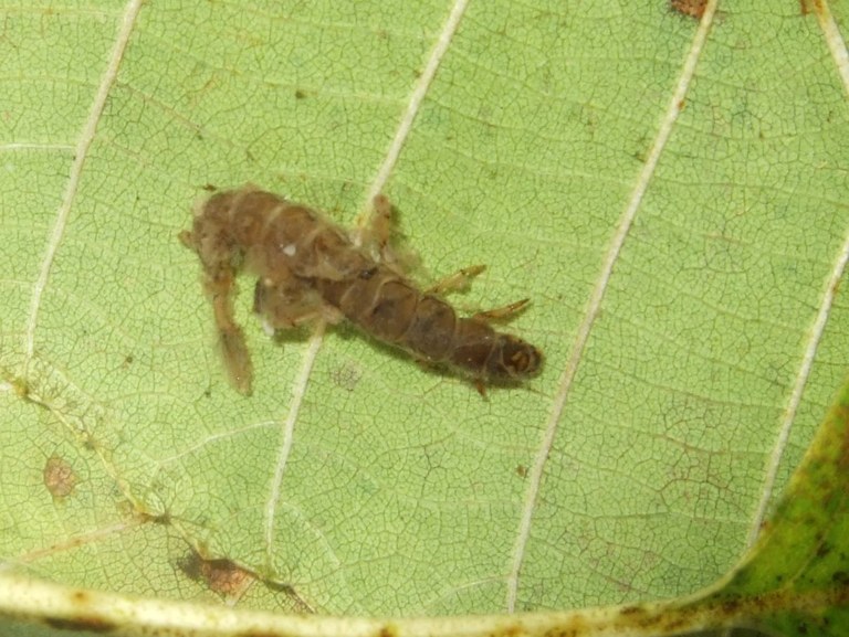 hydropsyche2.jpg