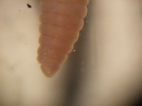 lumbriculus_variegatus4_280.jpg