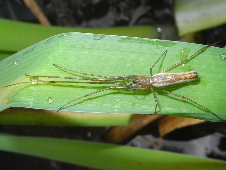 tetragnatha_montana_1024.jpg