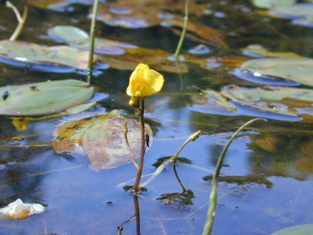 utricularia_vulgaris1.jpg