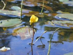 utricularia_vulgaris1_280.jpg