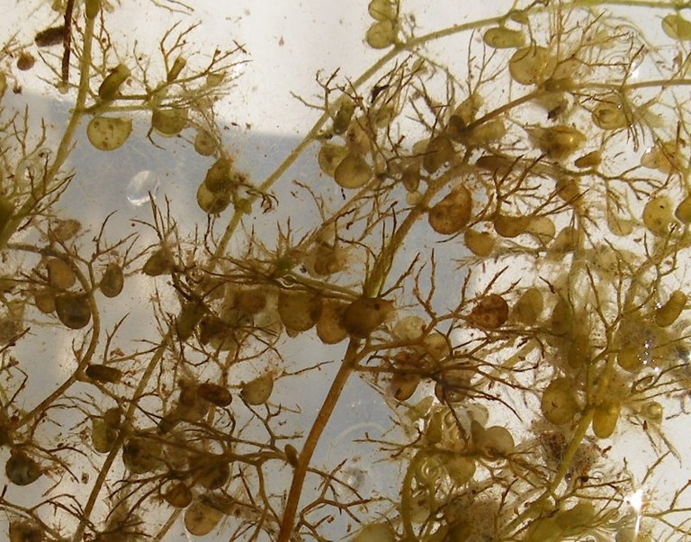 utricularia_vulgaris3_800.jpg