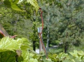 PYRRHO3.JPG — Landesbildungsserver BadenWürttemberg