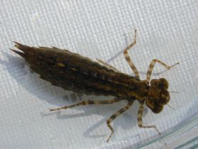 Großlibellenlarve (Anisoptera)