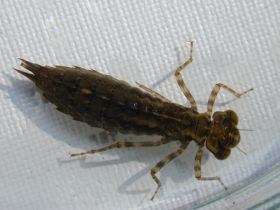 anisoptera_larve1_280.JPG