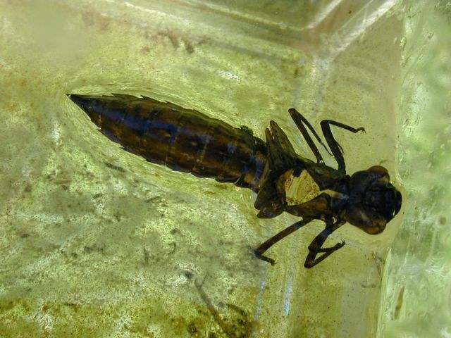 anisoptere_exuvie2.jpg