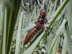 anisoptere_exuvie_280.JPG