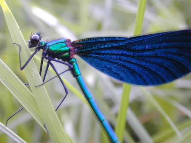 calopteryx_virgo.jpg