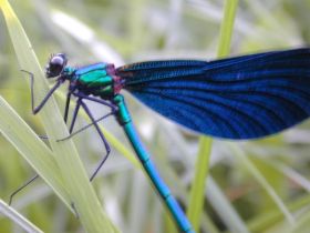 Prachtlibelle (Calopteryx virgo, eine Kleinlibelle)