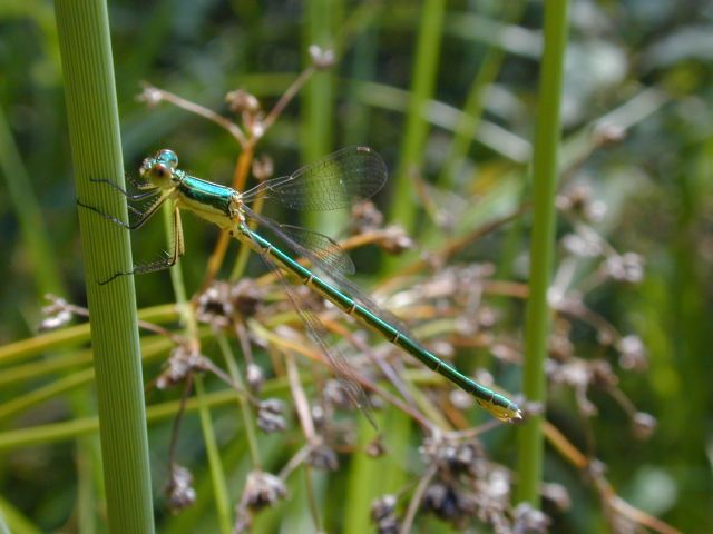 chalcolestes_viridis.JPG