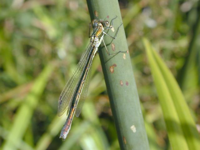 chalcolestes_viridis1.JPG