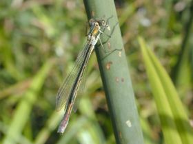 Weidenjungfer (Chalcolestes viridis)