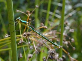 Weidenjungfer (Chalcolestes viridis)