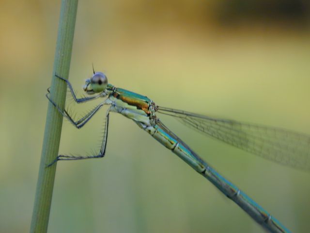 lestes_sponsa1.jpg