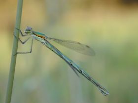 Binsenjungfer (Lestes, eine Kleinlibelle)